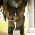 Teaching Your Horse To Stand For The Farrier